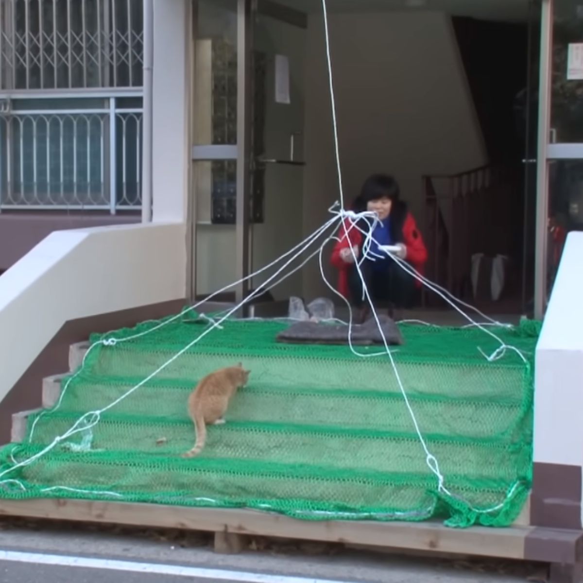 cat on green net