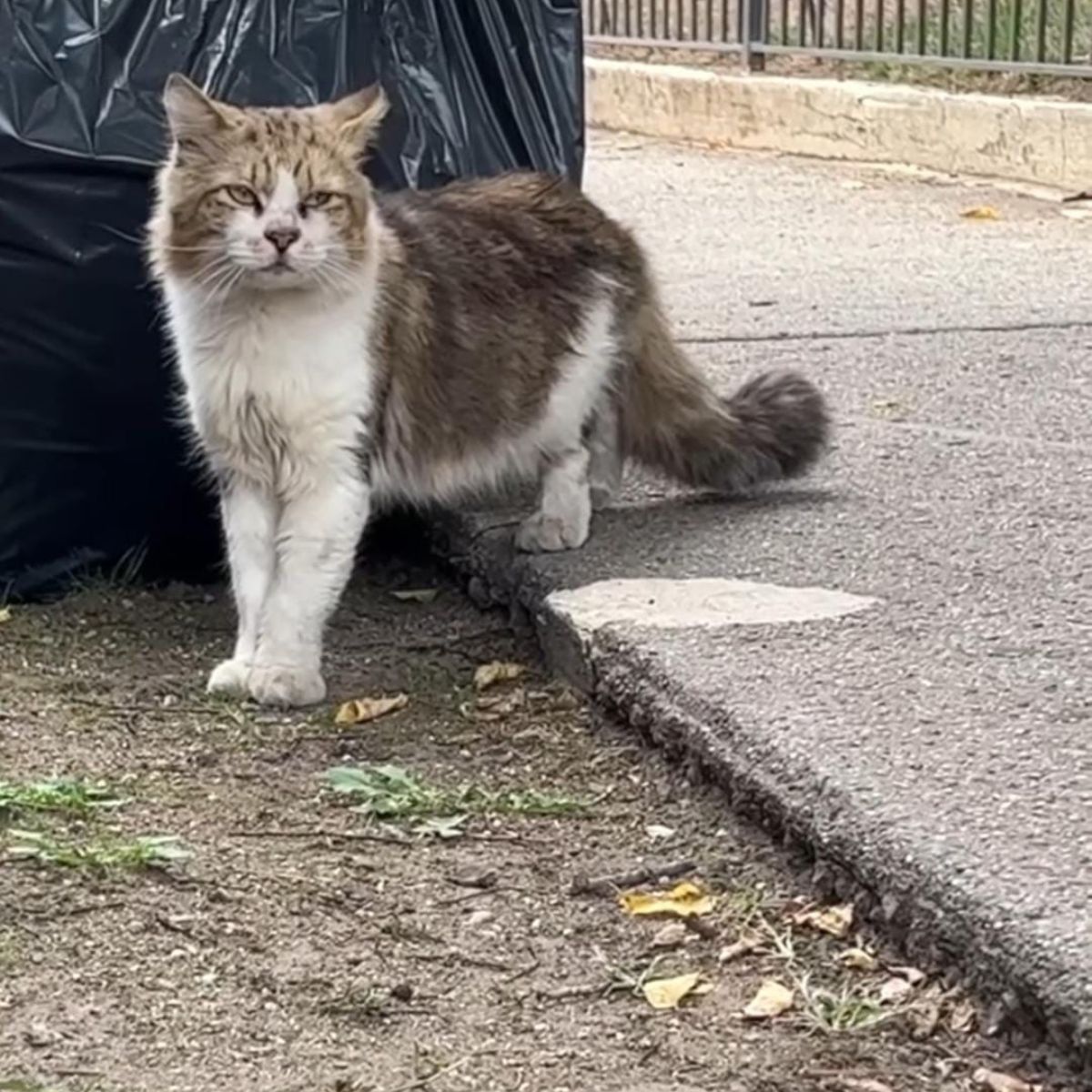 cat on sidewalk