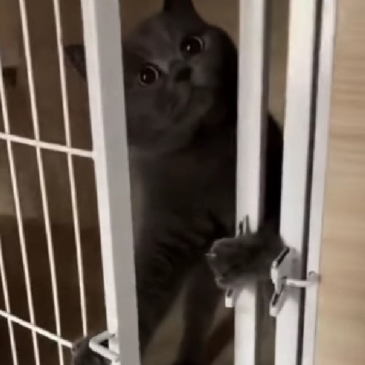 cat opens a cage