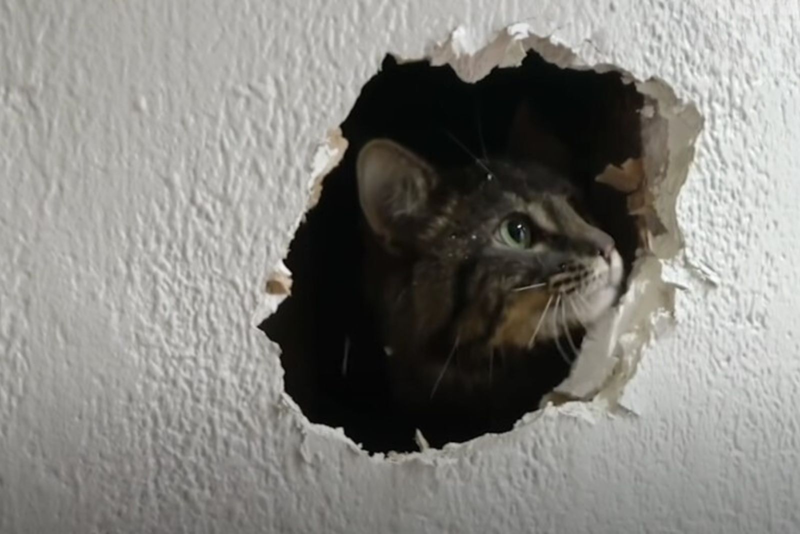 cat peeking through hole in the wall