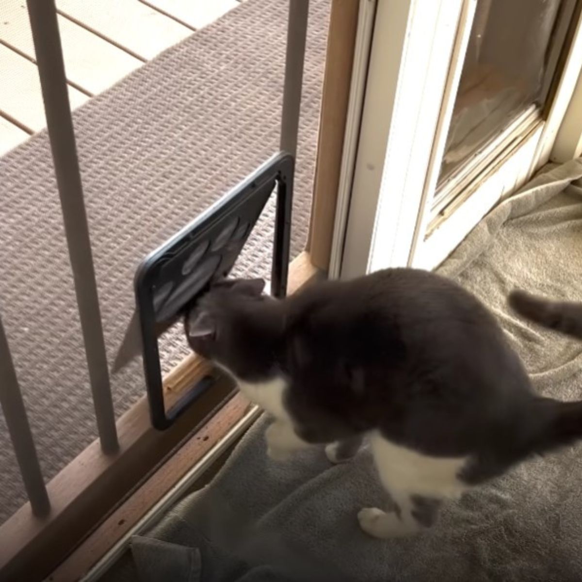 cat peeking through the door