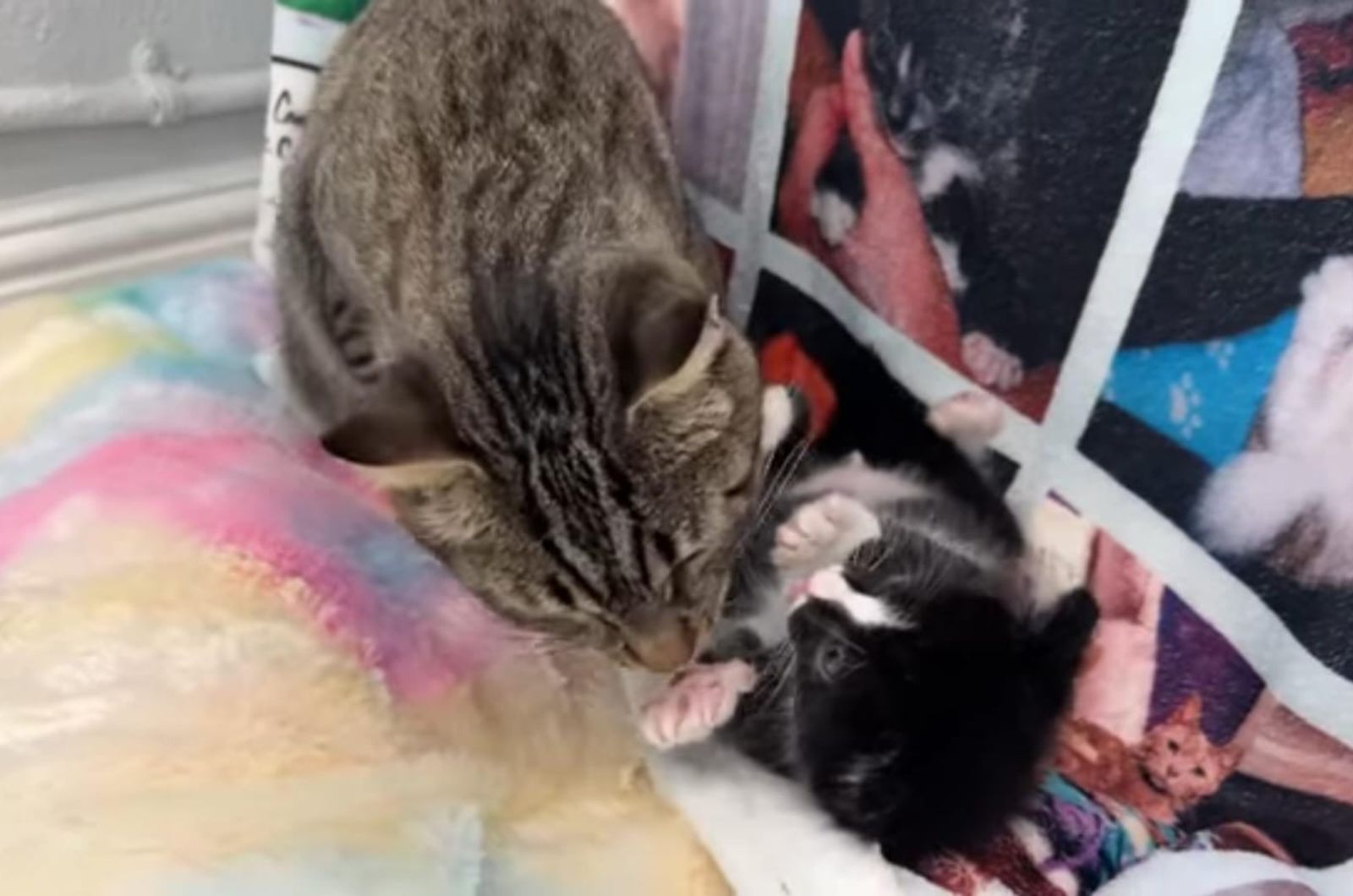 cat playing with kitten