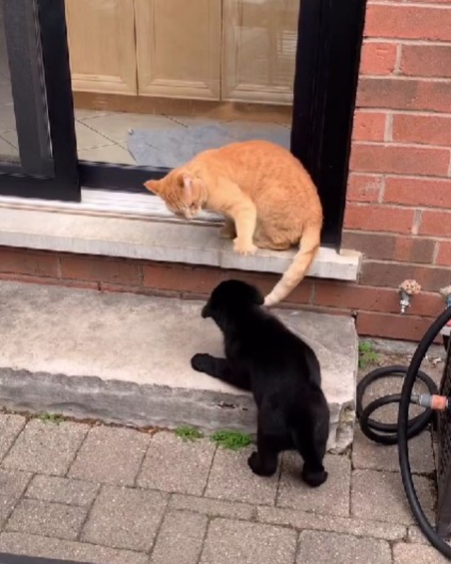 cat plays with puppy