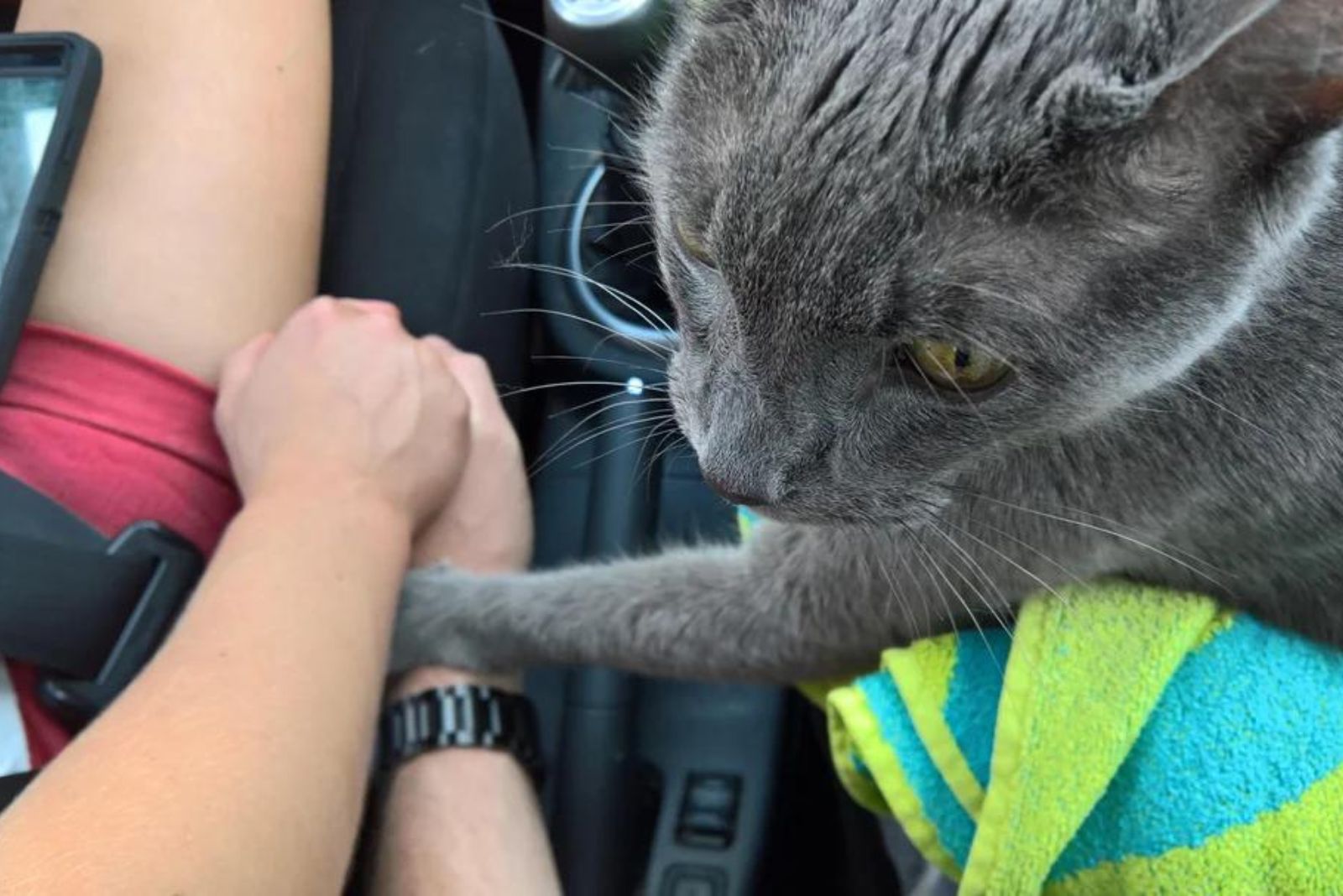 cat putts paw on owners leg