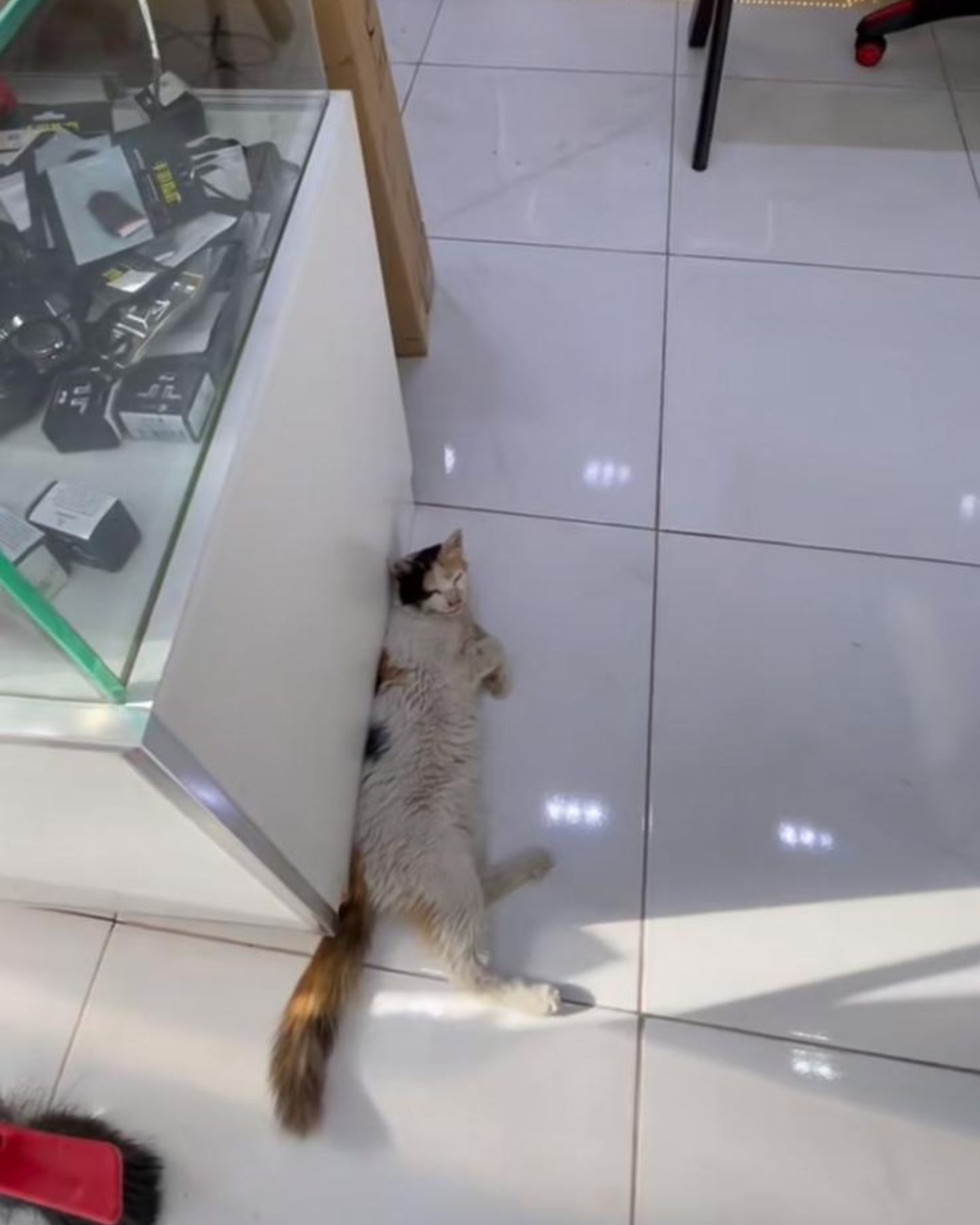 cat relaxing on the floor in the store