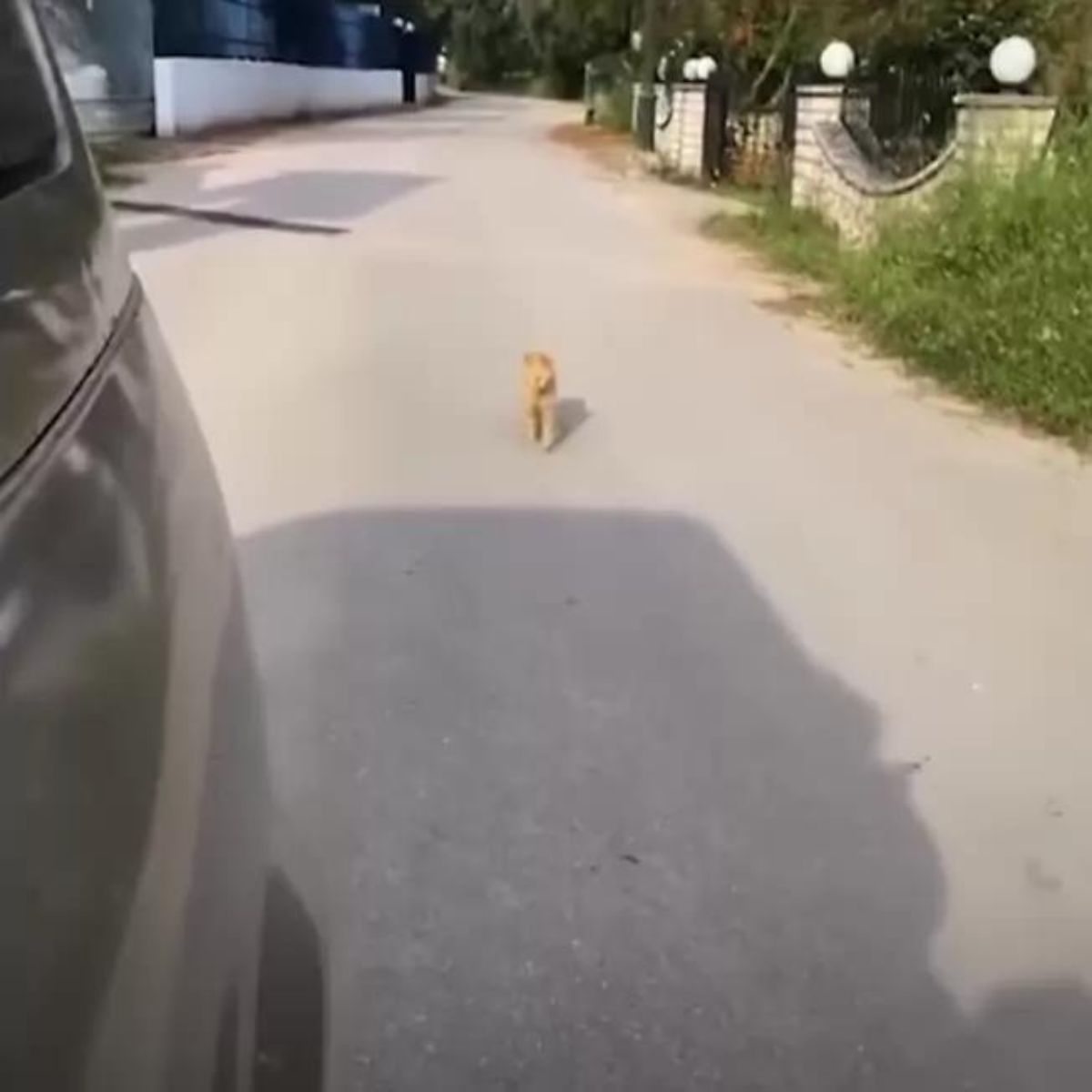 cat running in the street