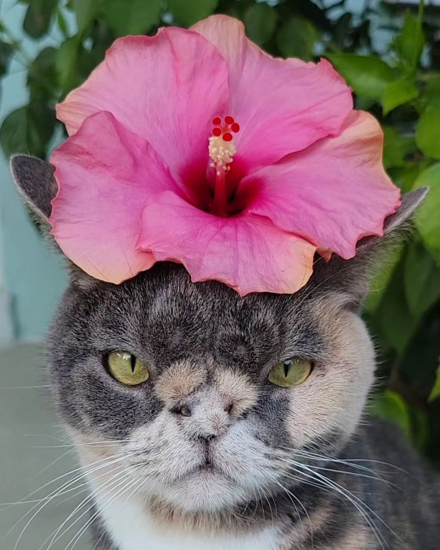 cat sitting under the flower