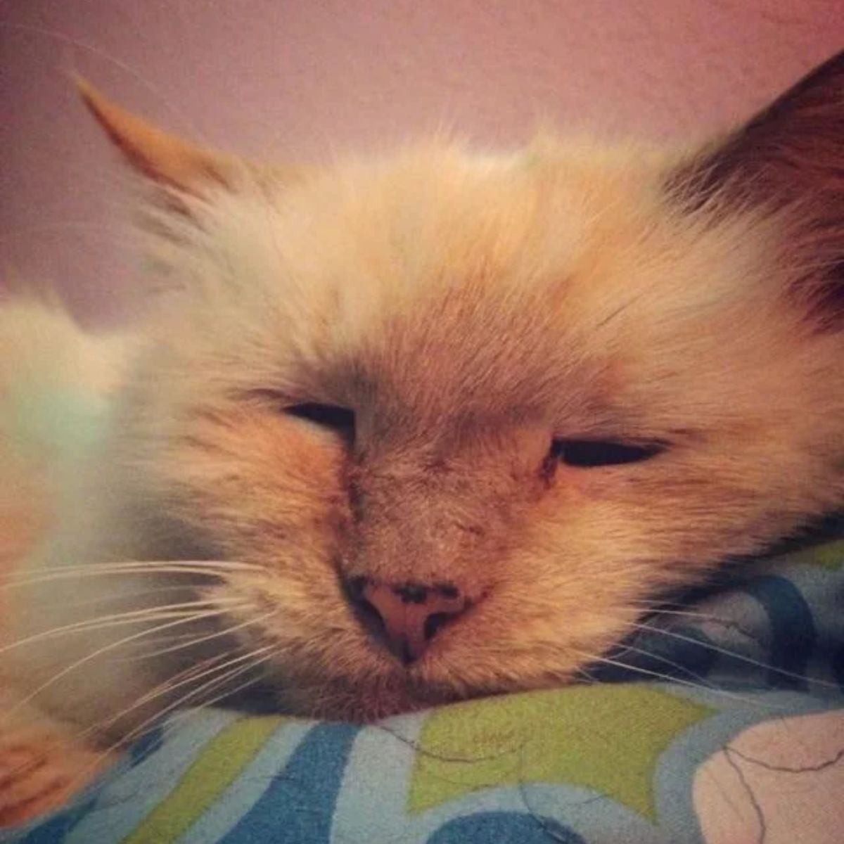 cat-sleeping-in-bed