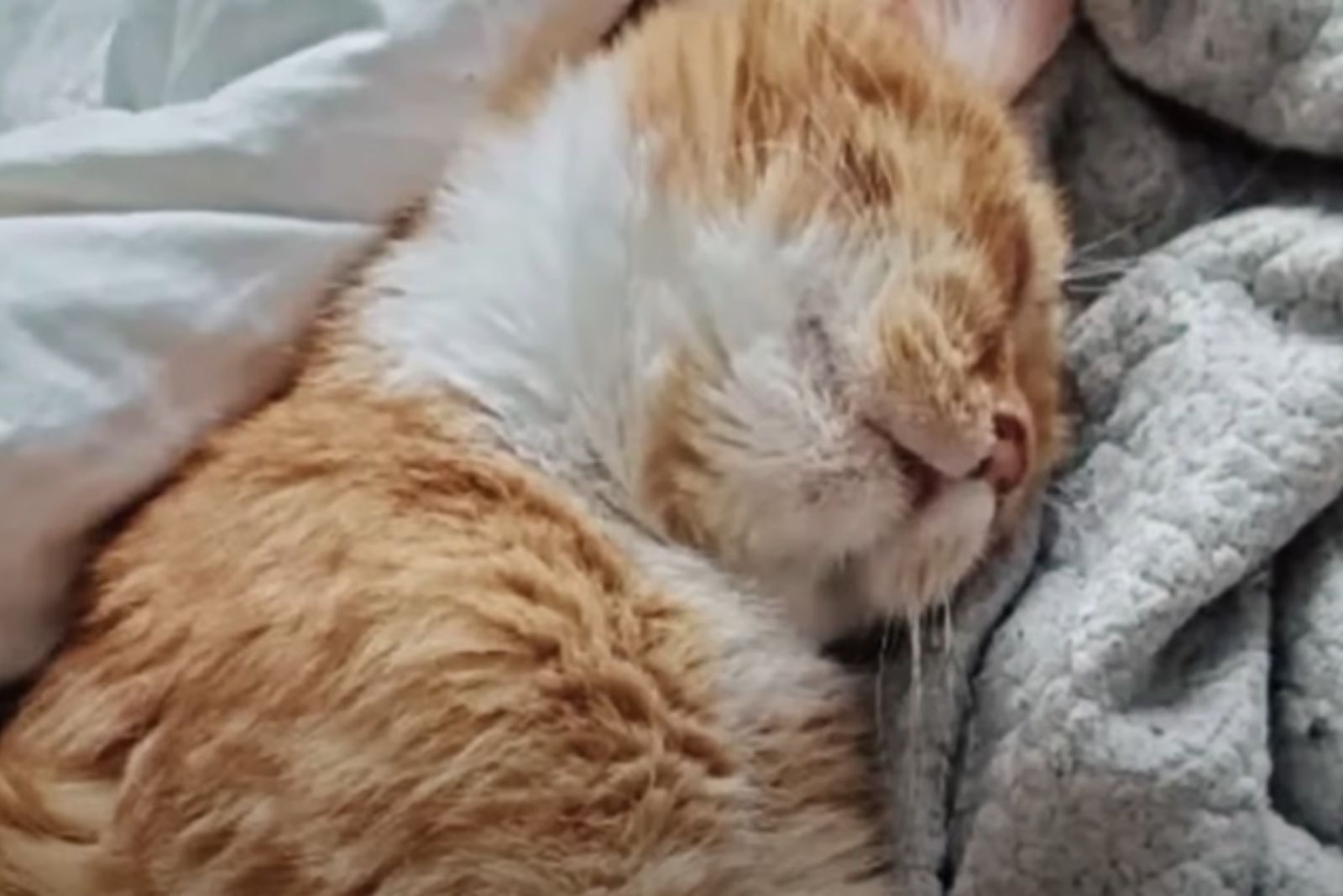 cat sleeping tight
