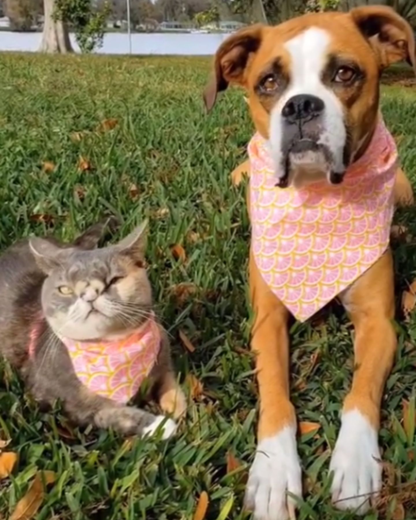 cat standing with dog on the grass