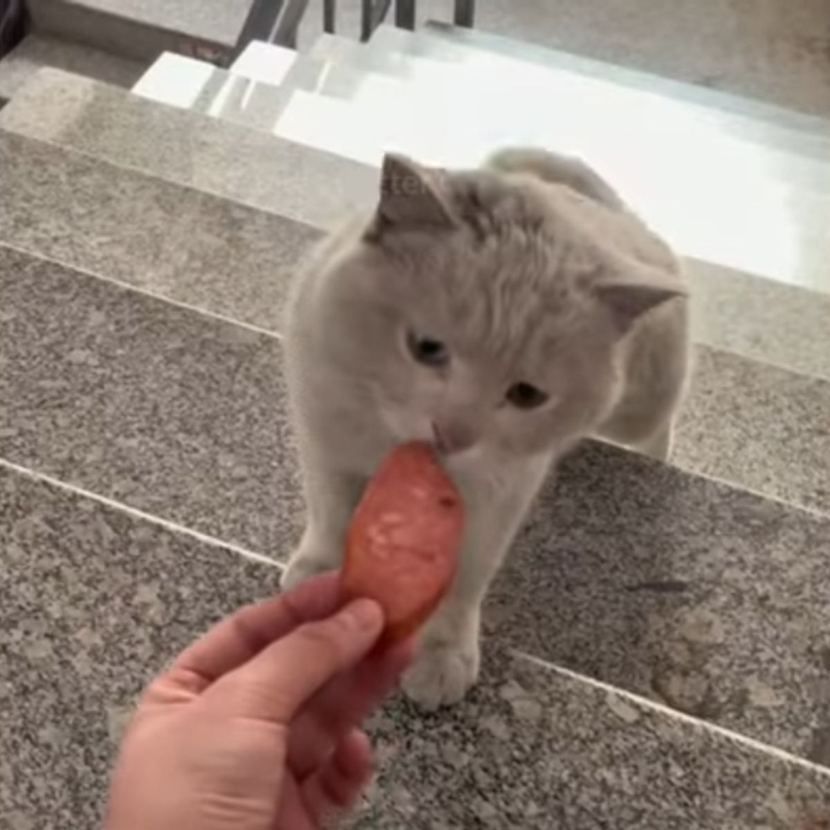 cat taking a food on the door