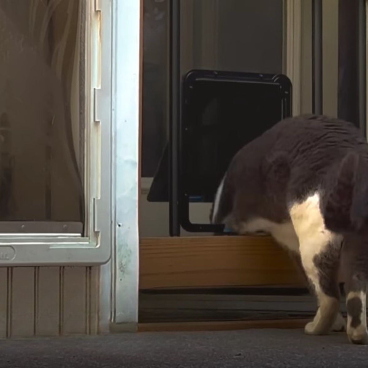 cat trying to get in the house