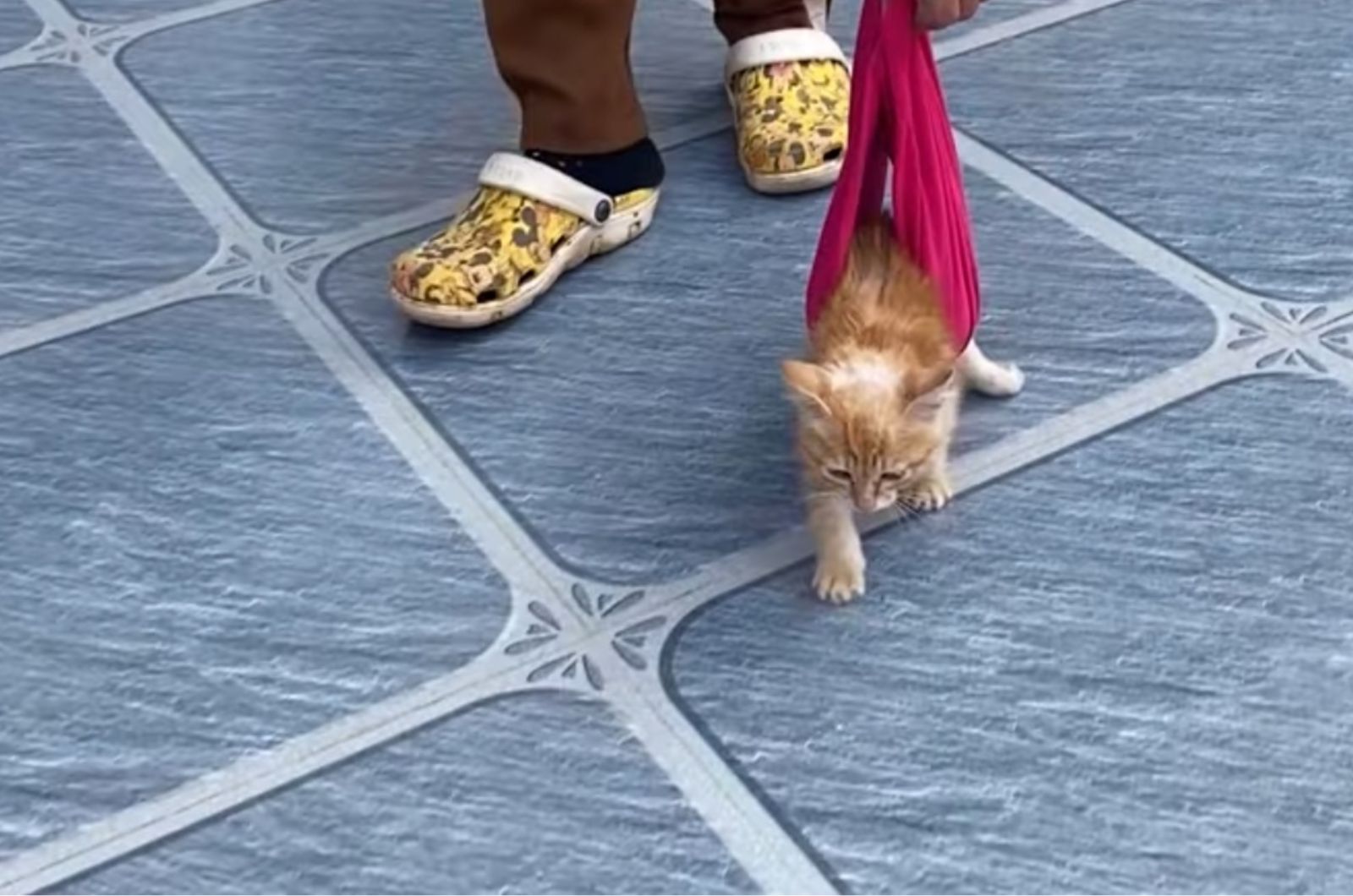 cat walking with assistance