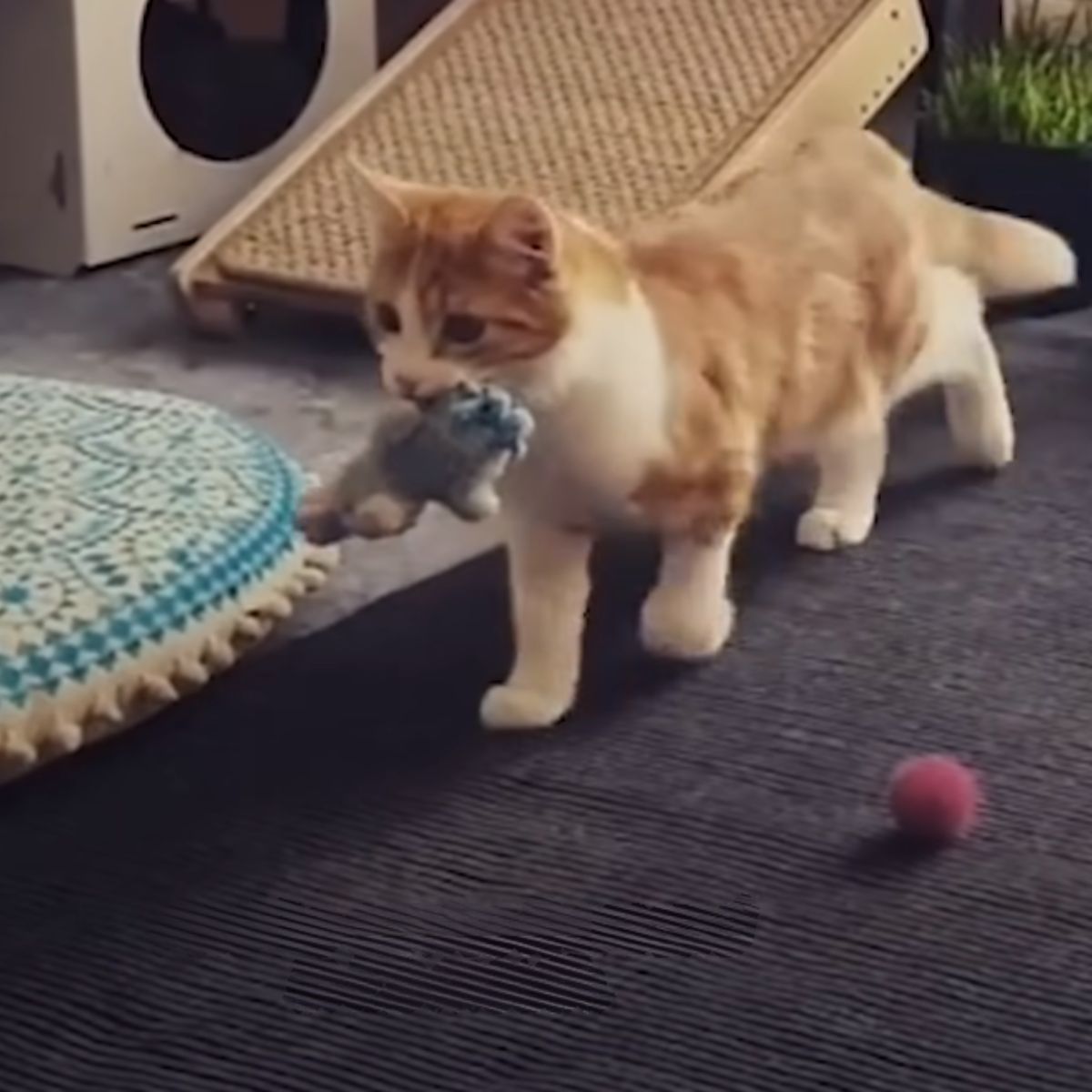 cat walking with toy in its mouth