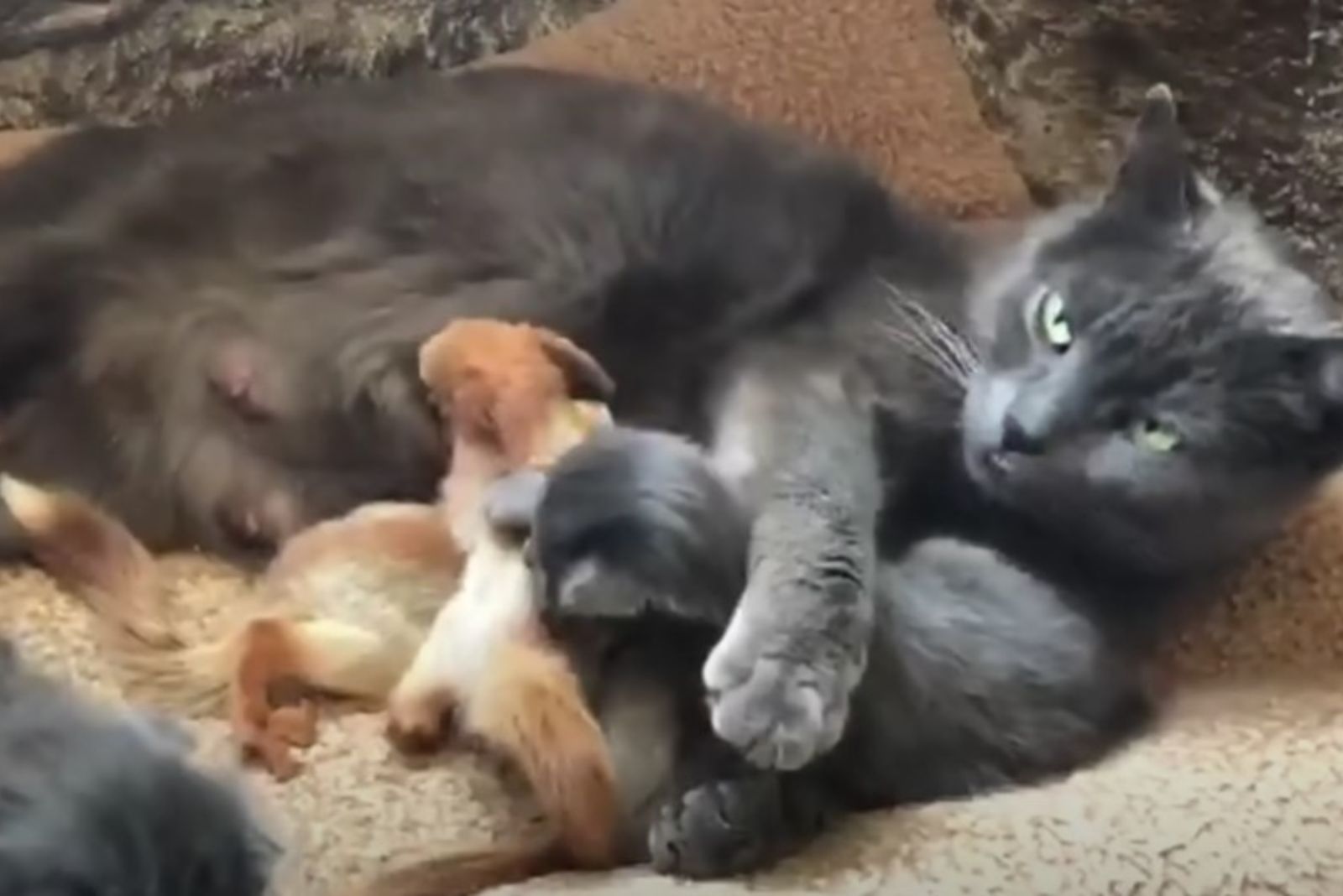 cat-with-baby-squirrels-and-kittens