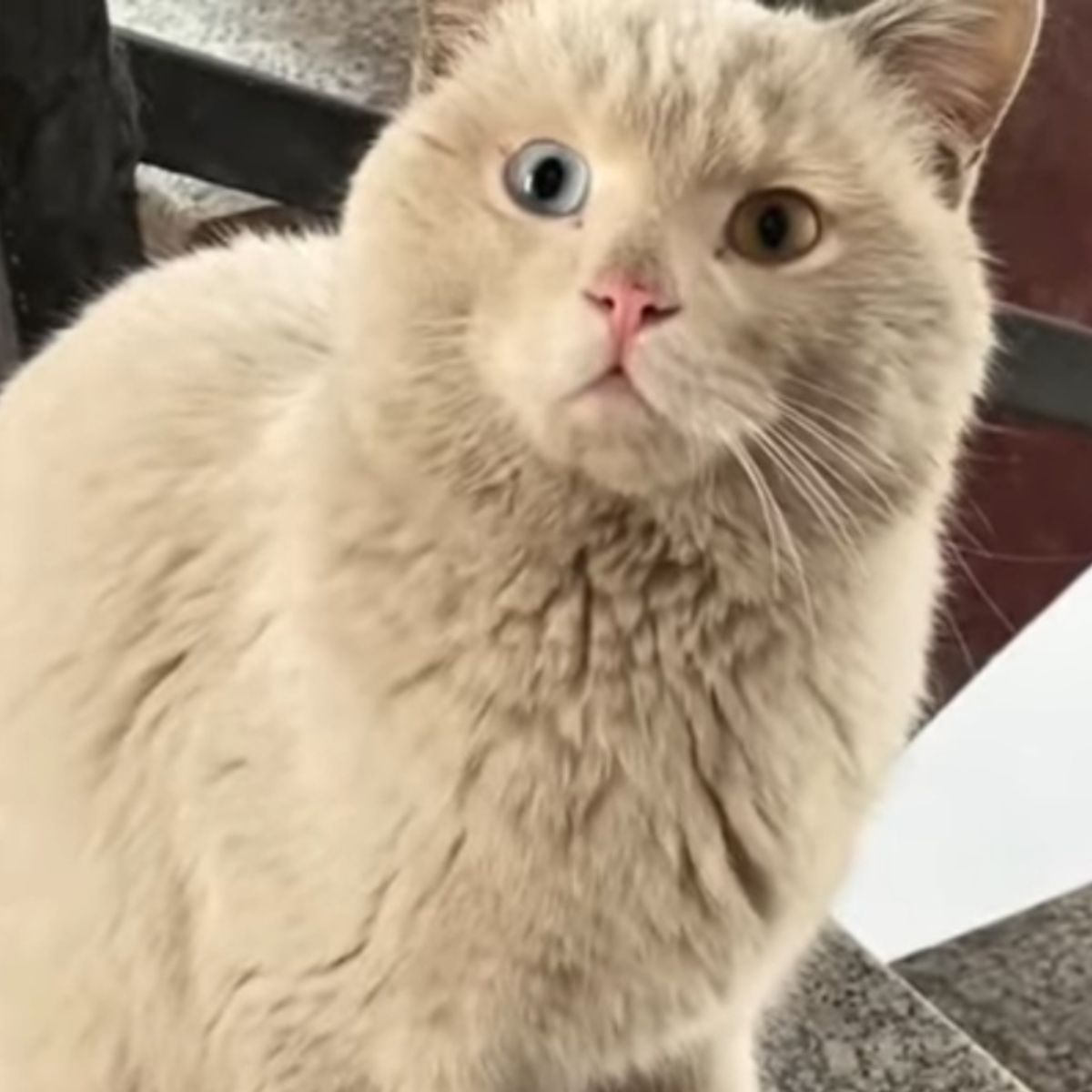 cat with different eye color