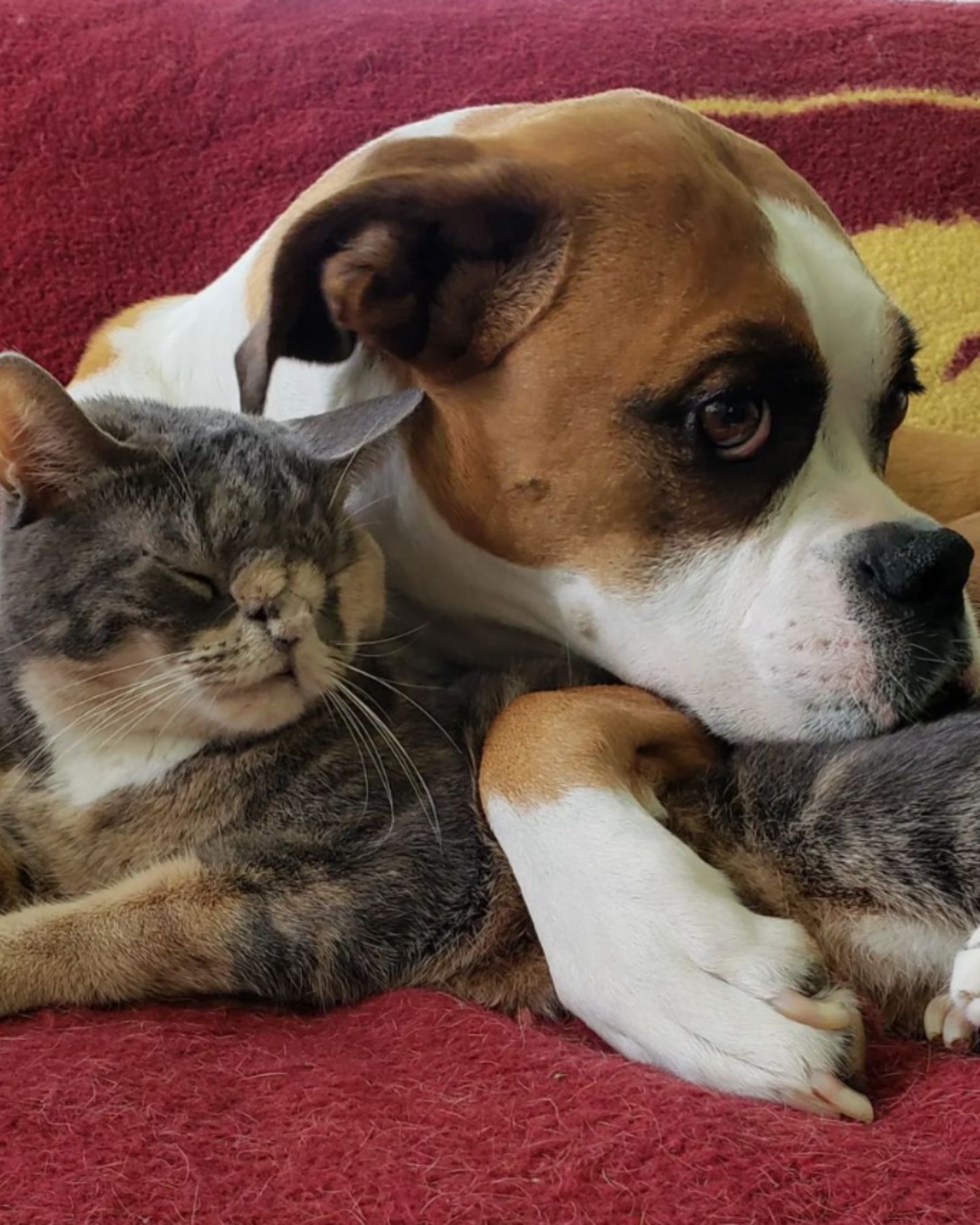 cat with dog cuddling