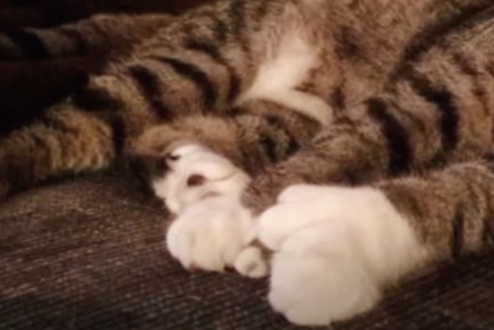 cat with giant paws
