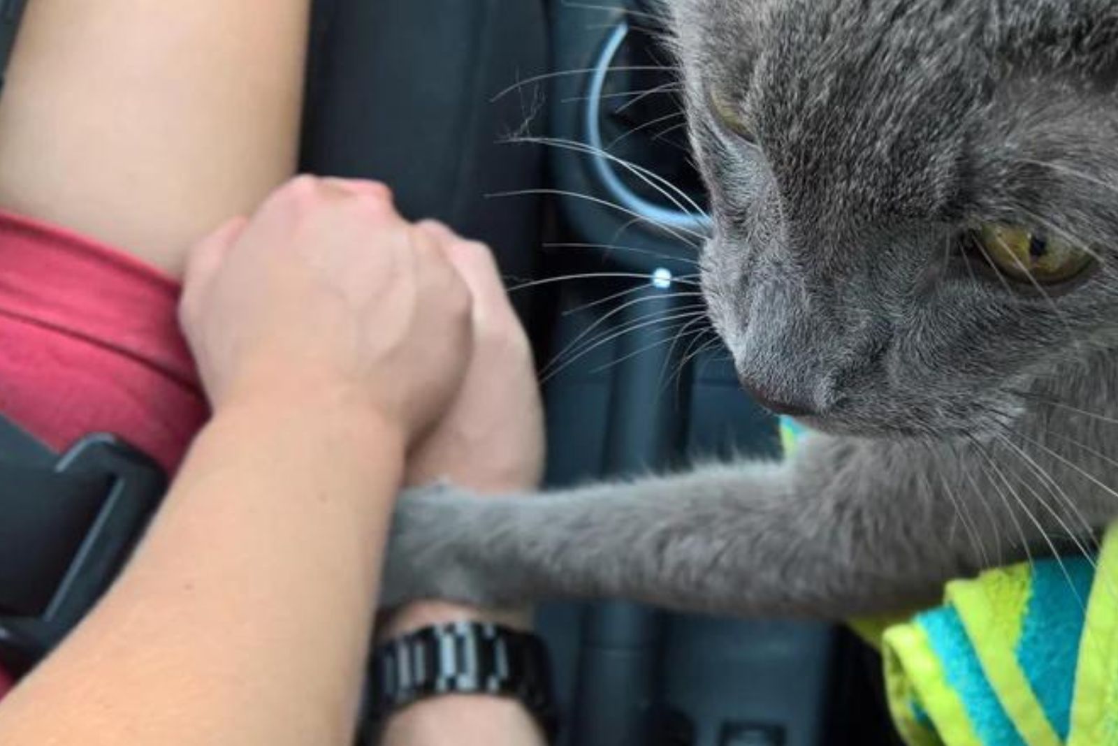 cat with owner in the car