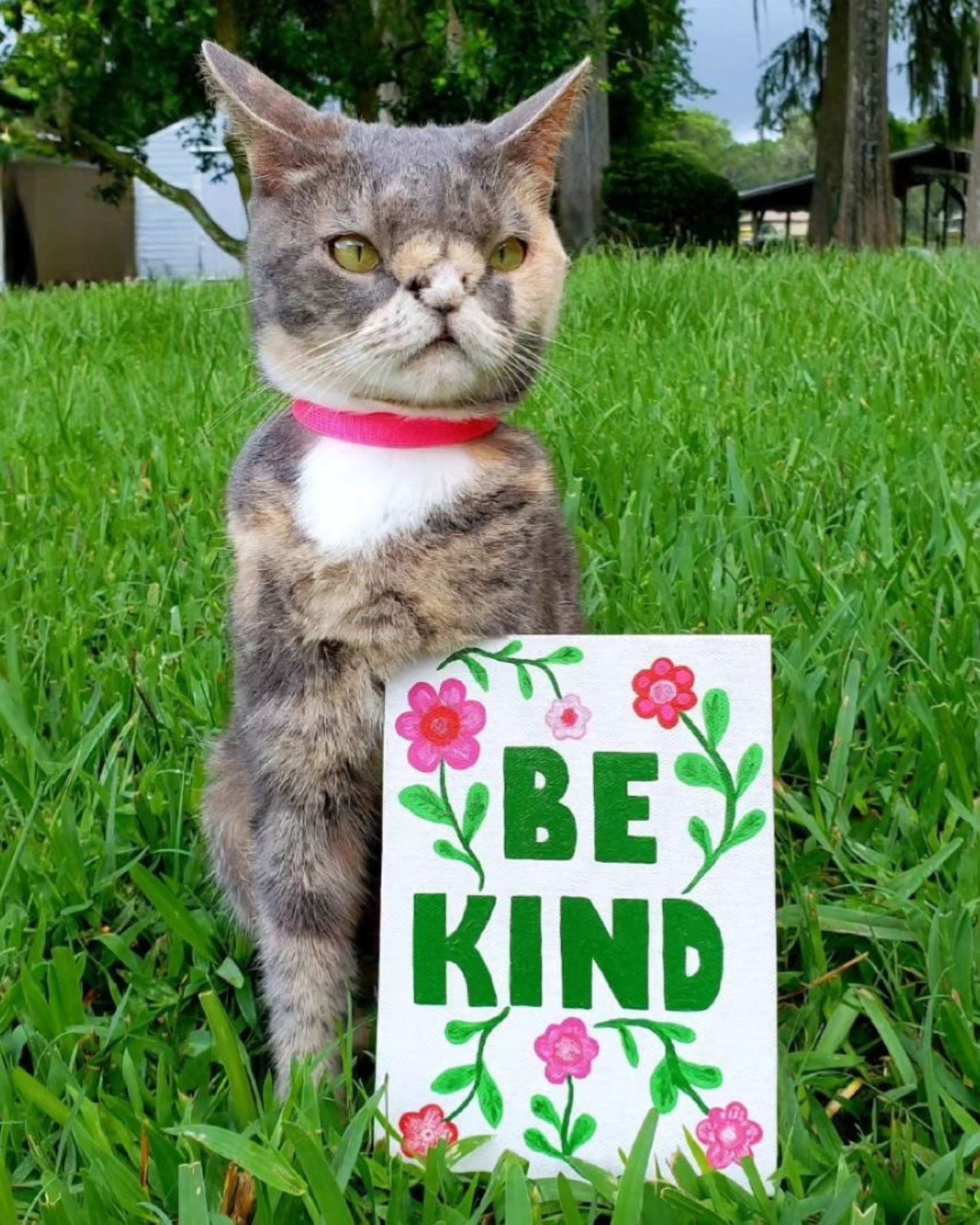 cat with sign be kind