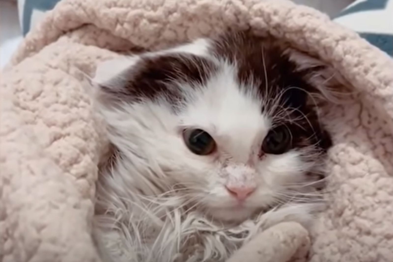 cat wrapped up in a towel