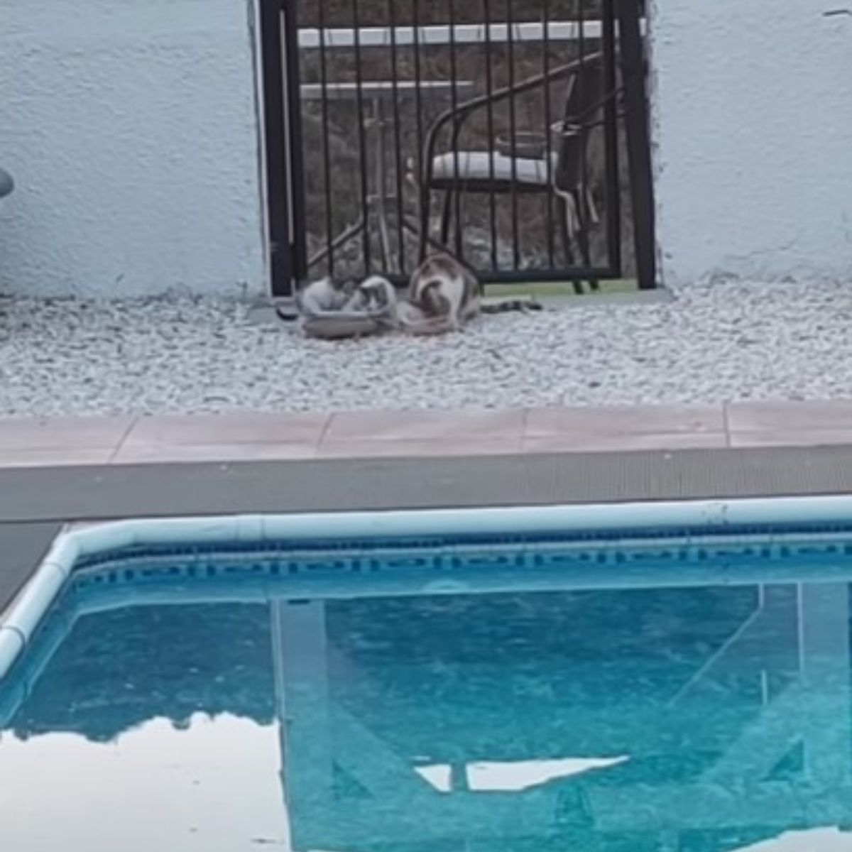 cats laying near pool