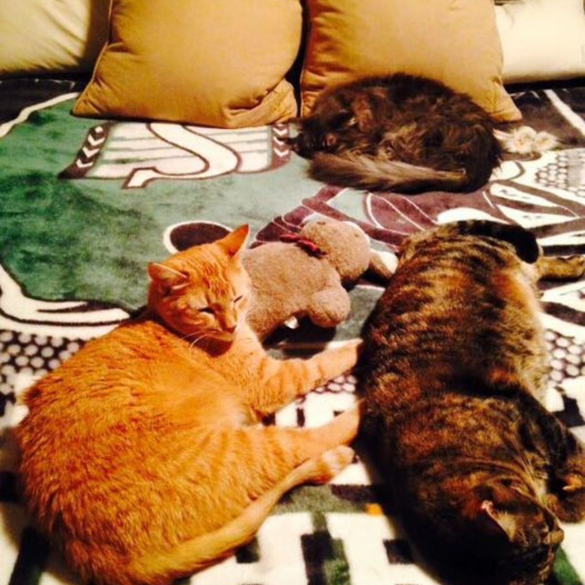 cats laying on a blanket