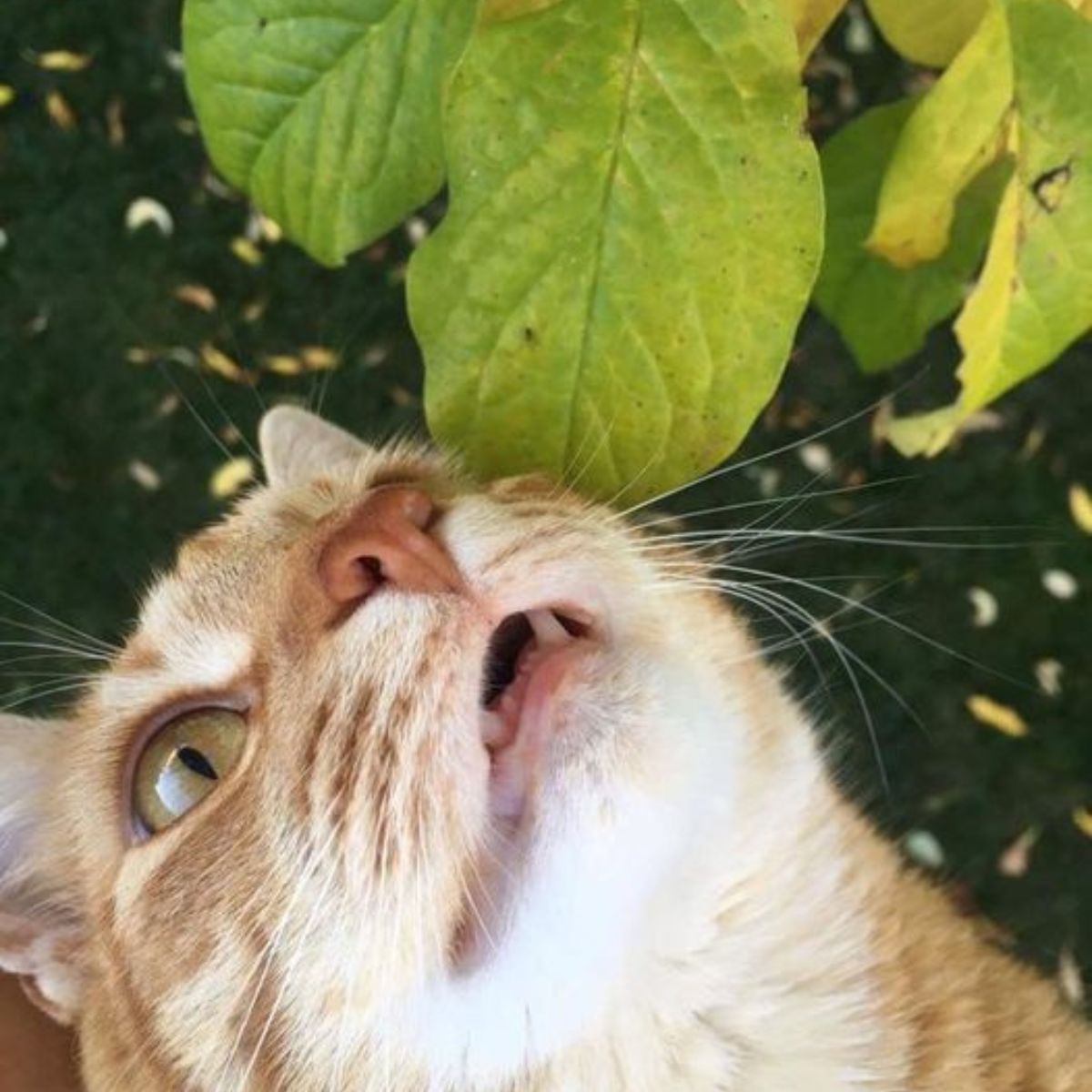 close shot of orange cat