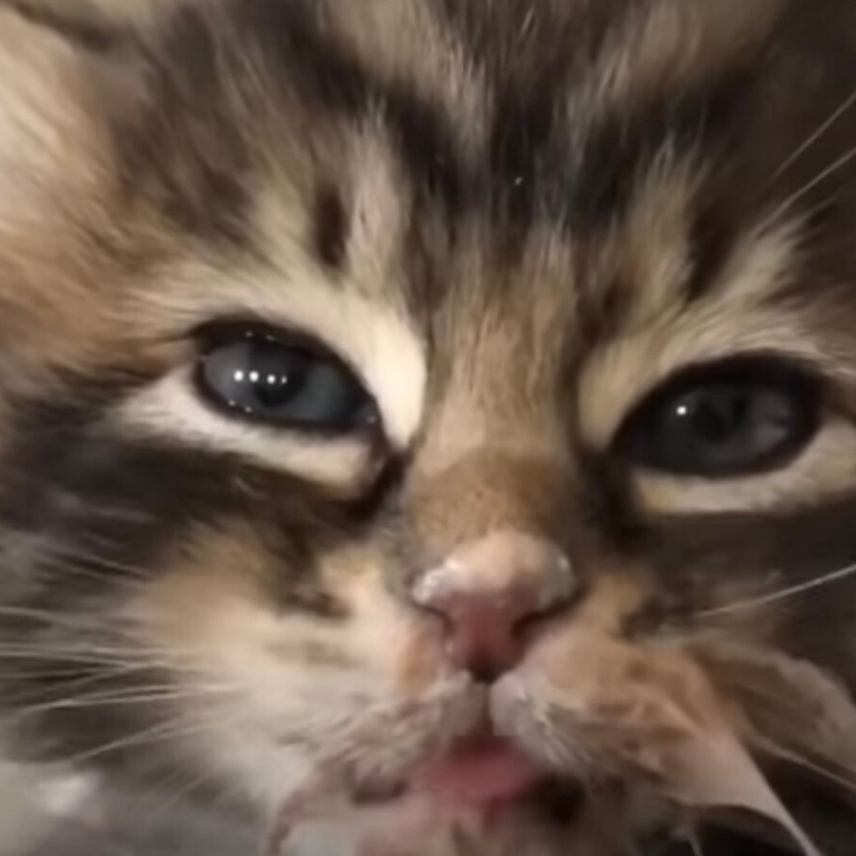 close-up photo of a kitten