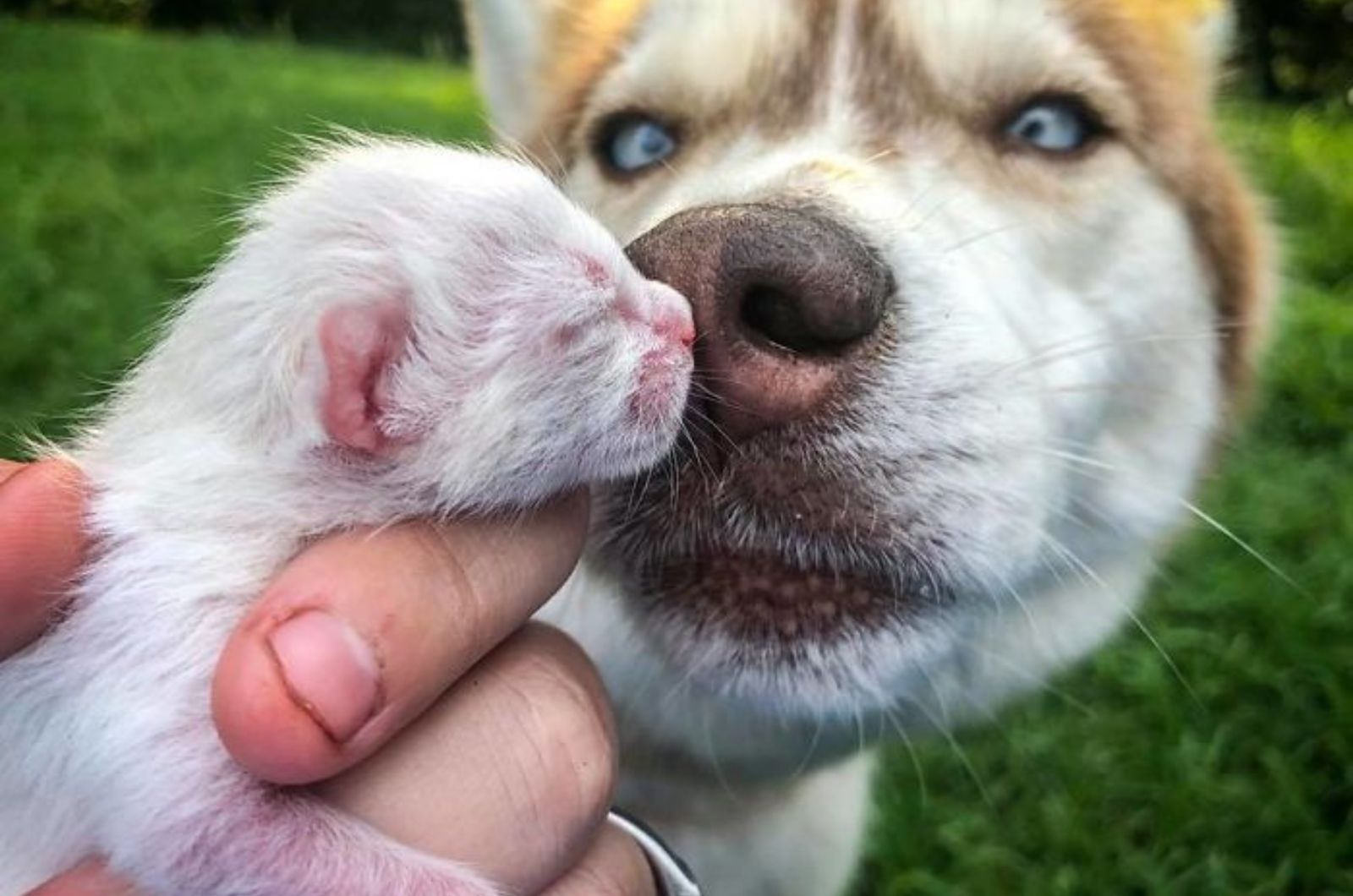 close-up photo of husky and a kitten
