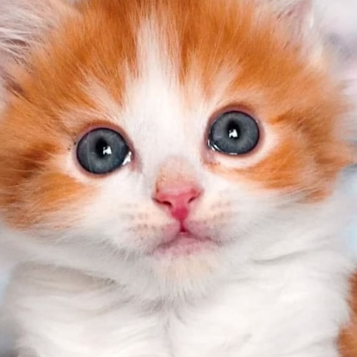 close-up photo of the kitten