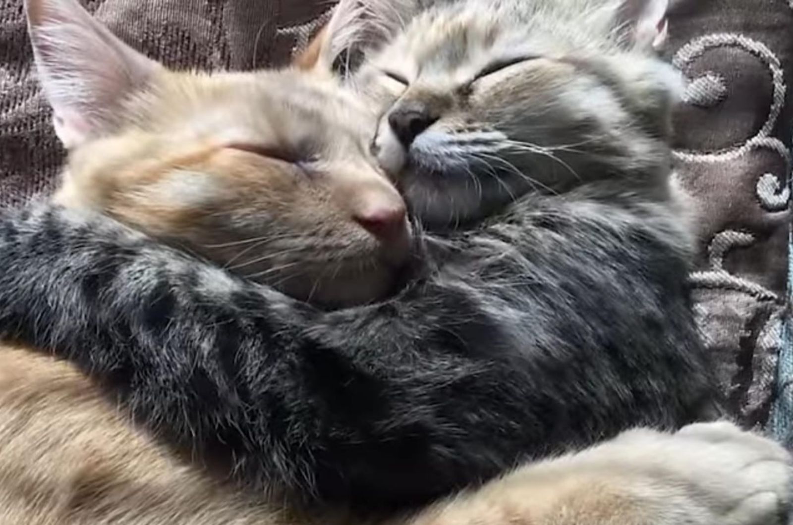 close-up photo of two cats hugging