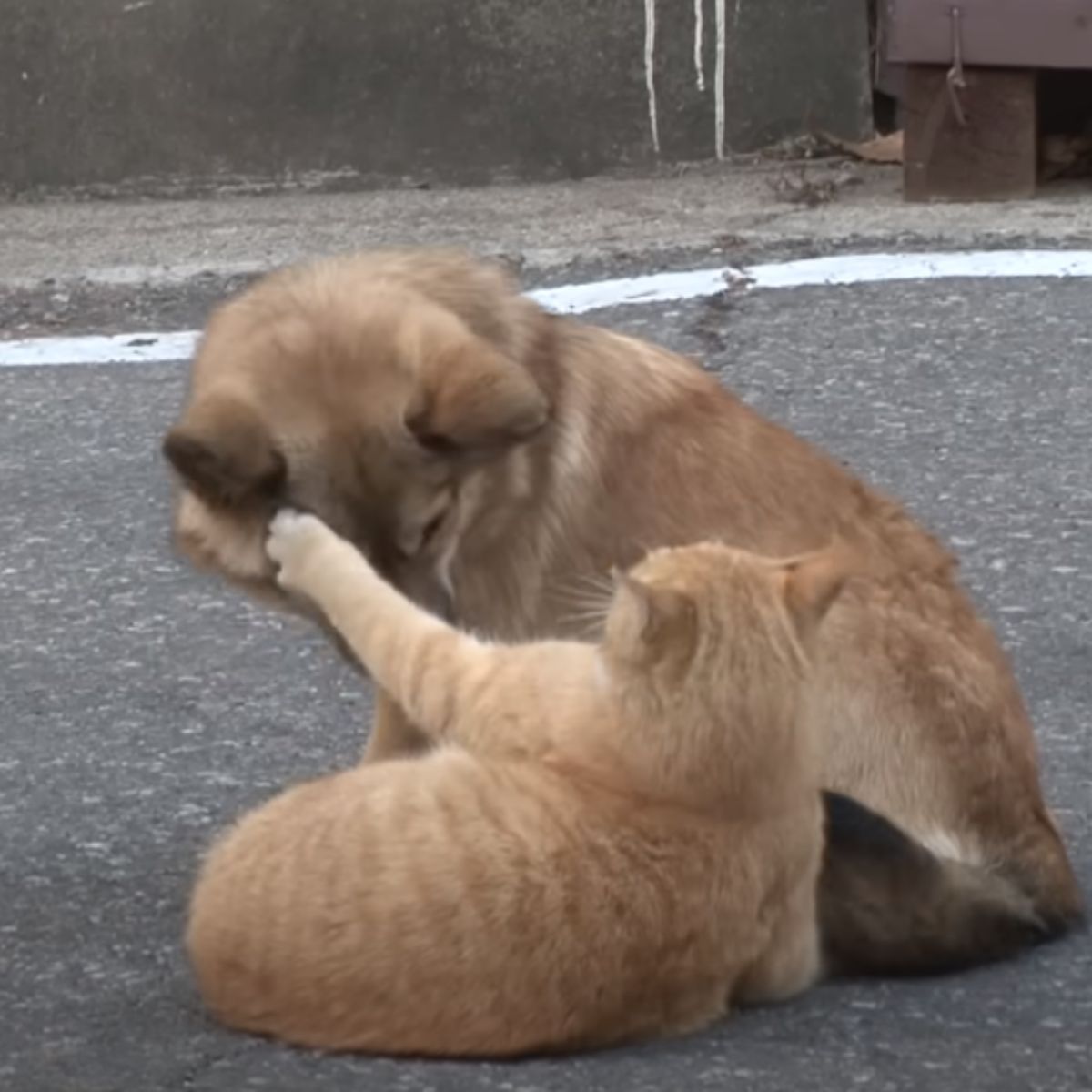 compassionate cat comforting a dog