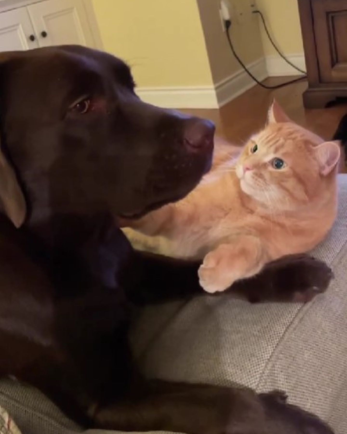 cute dog with cat at home