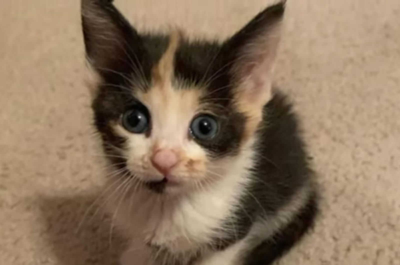 cute kitten with blue eyes