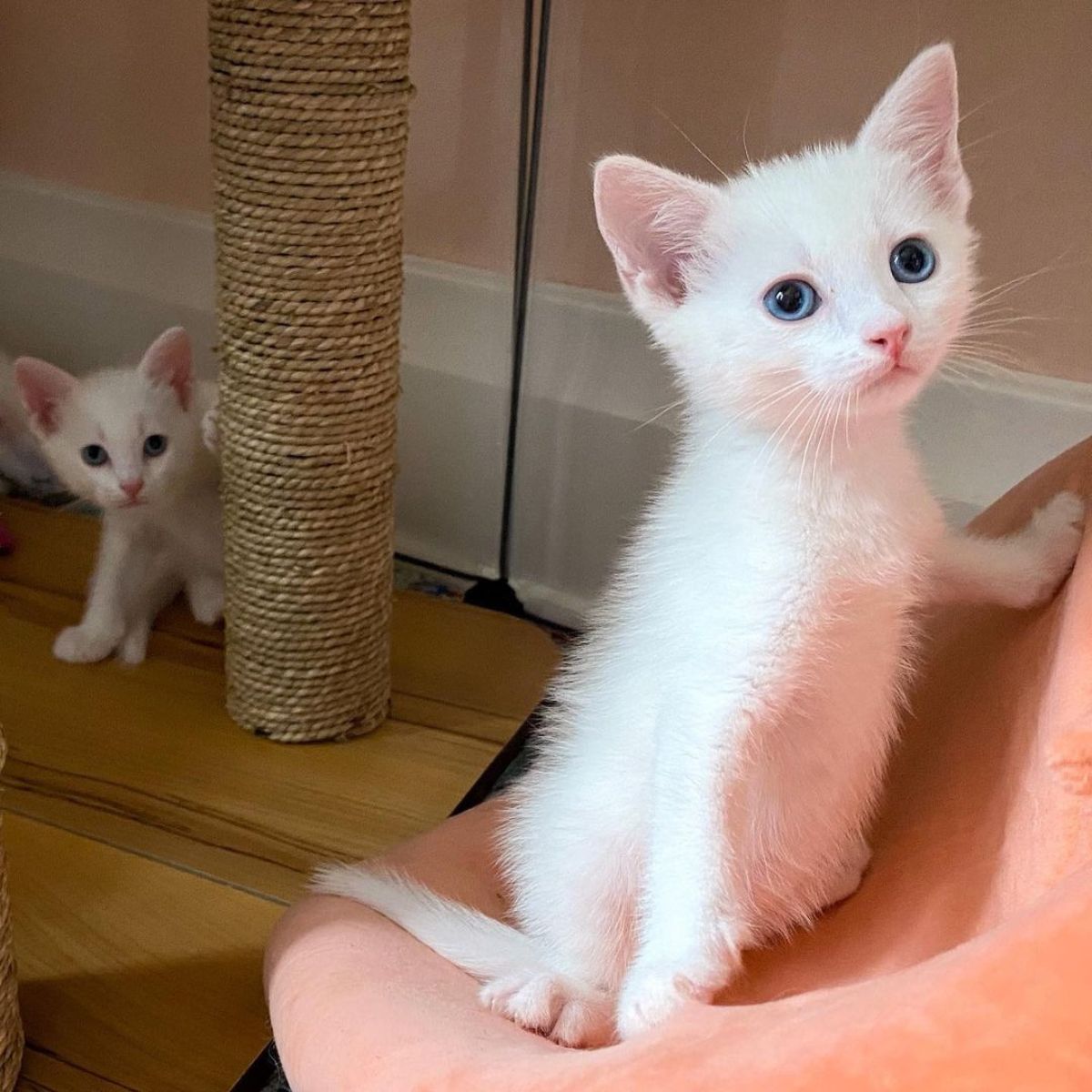 cute white kitten with blue eyes
