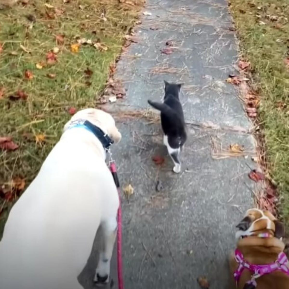 dog and cat in a walk