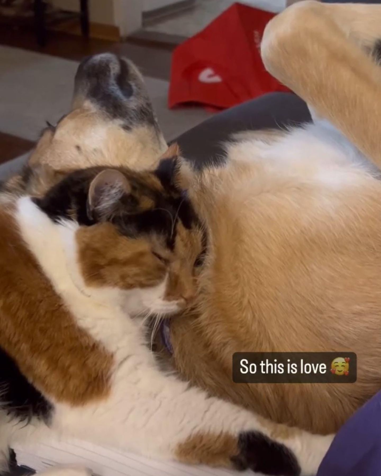 dog lying with cat on his neck