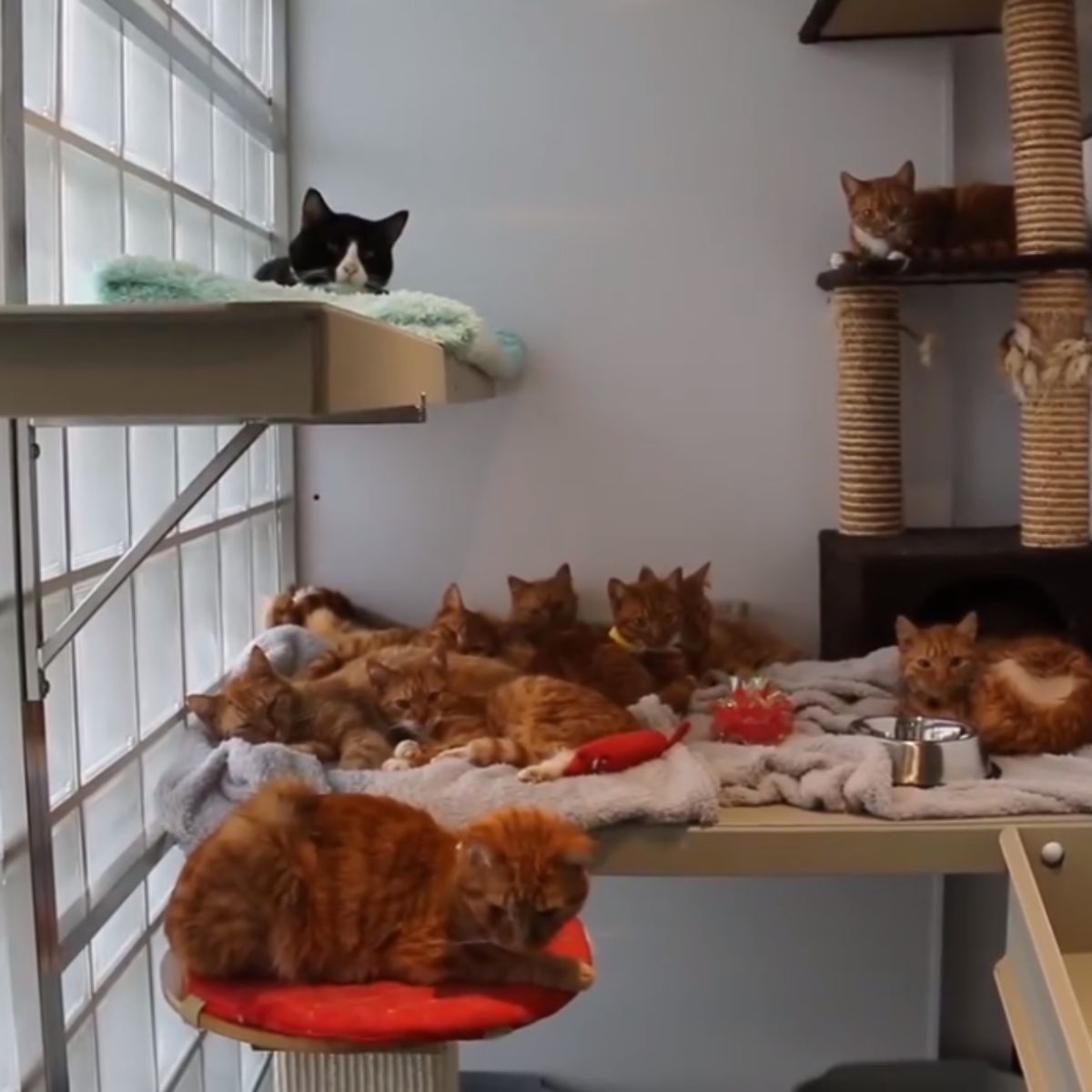 eleven rescued cats lying