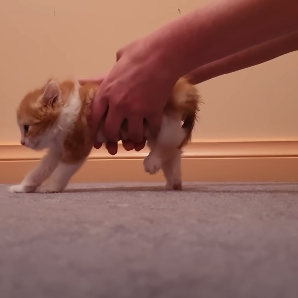 female helping kitten walk