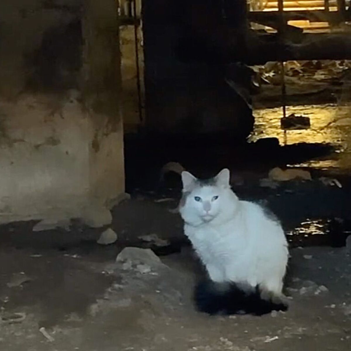 feral cat in abandoned building
