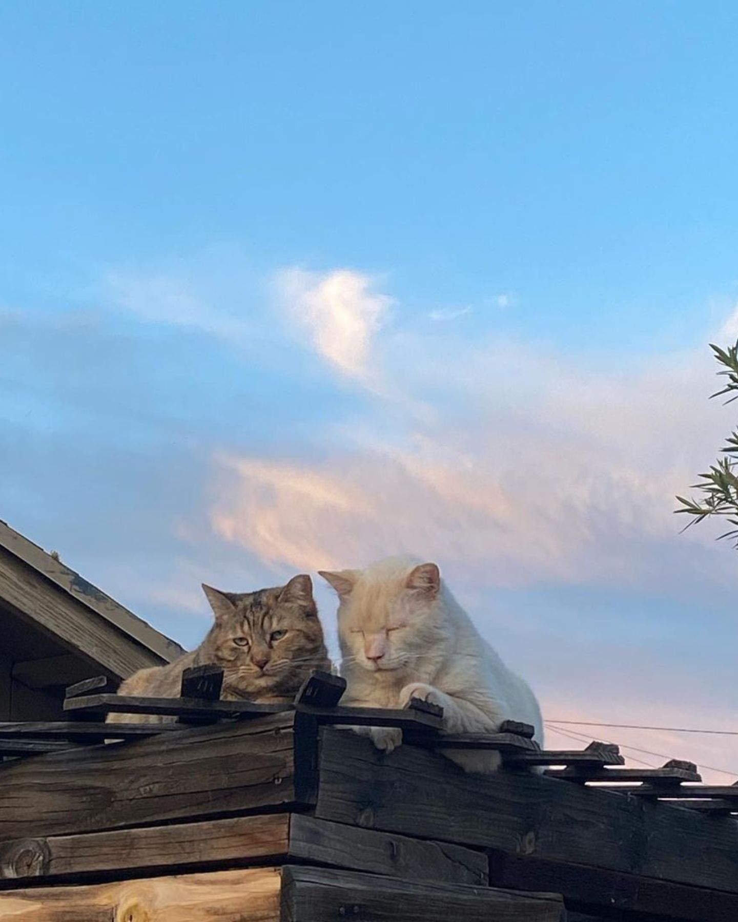 feral cats lying on the roof