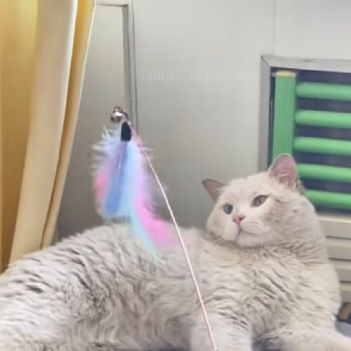 fluffy cat looking at toy