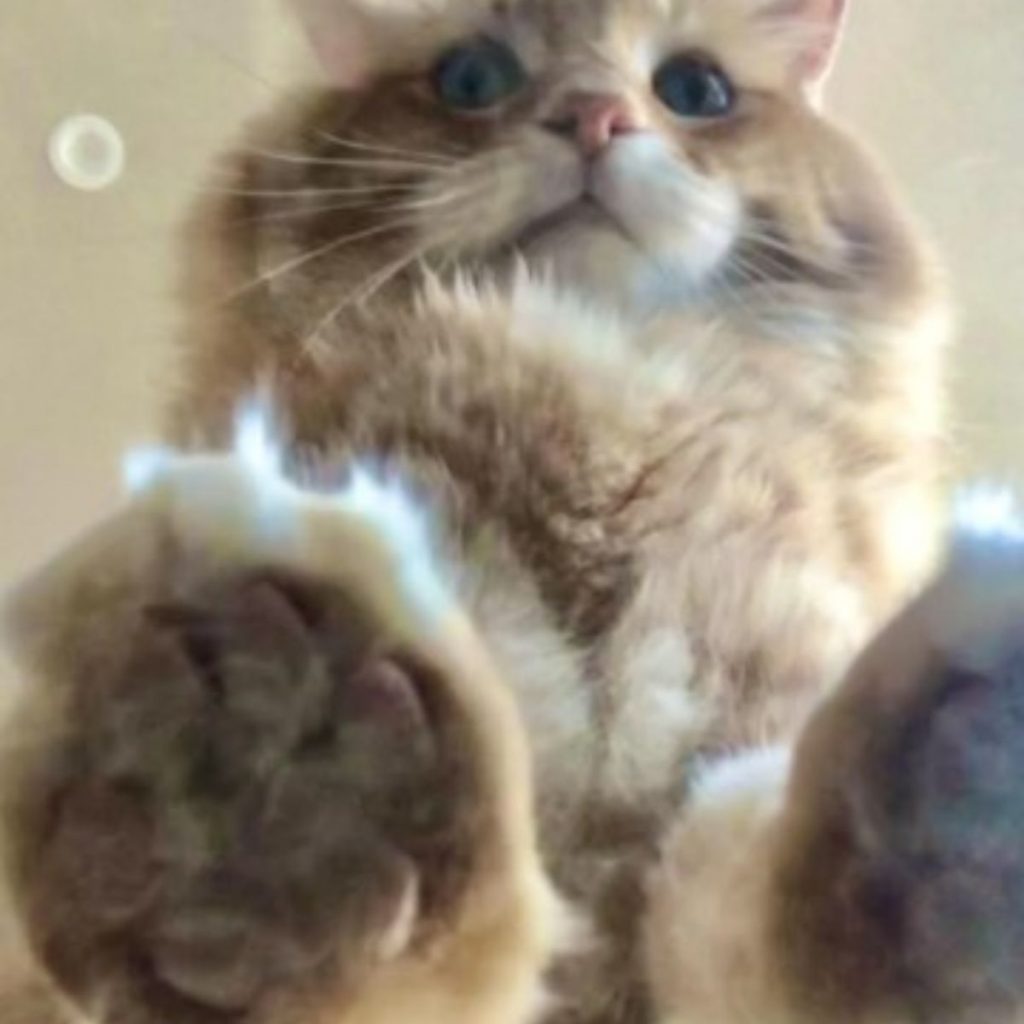 fluffy cat's paws on glass