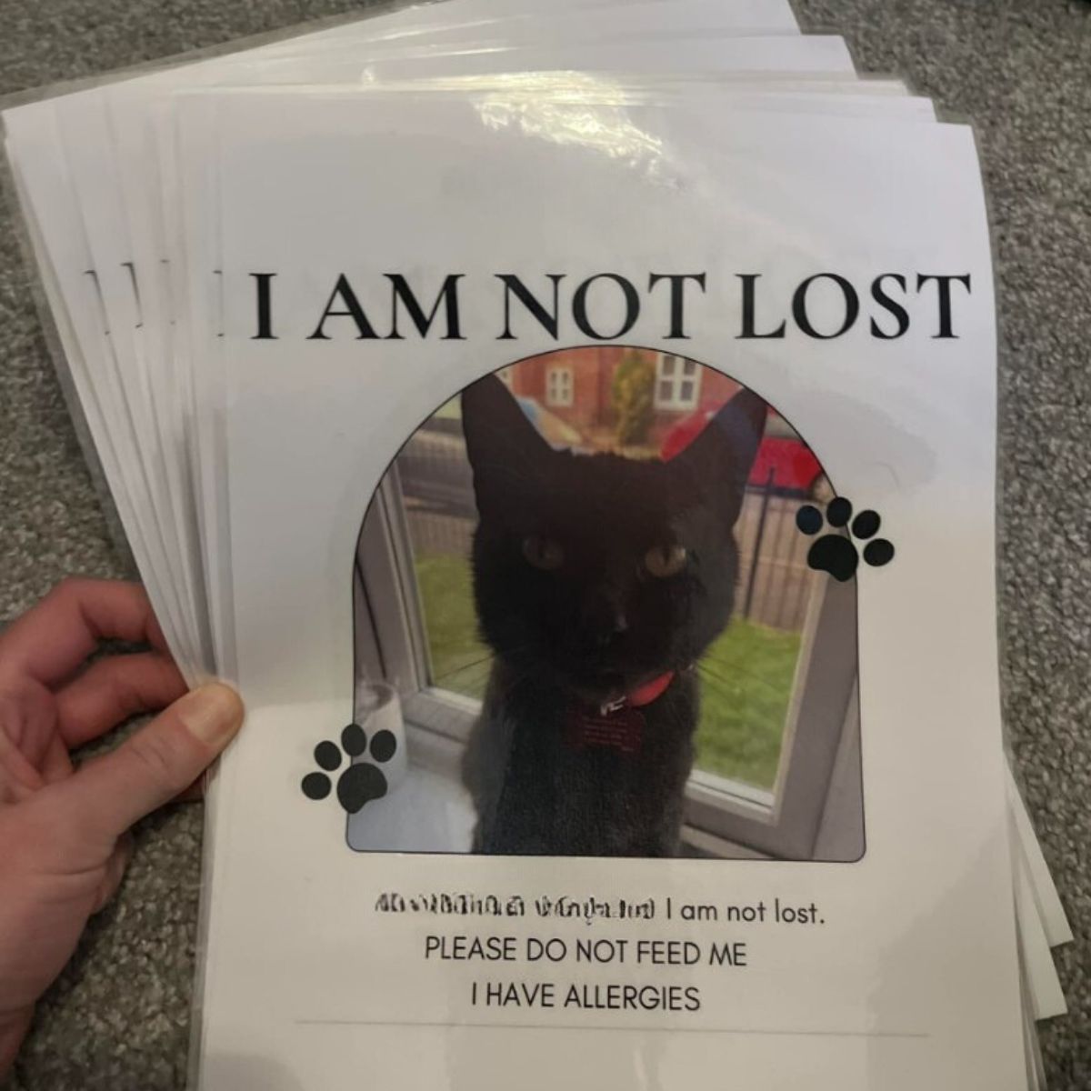 flyer for not lost cat