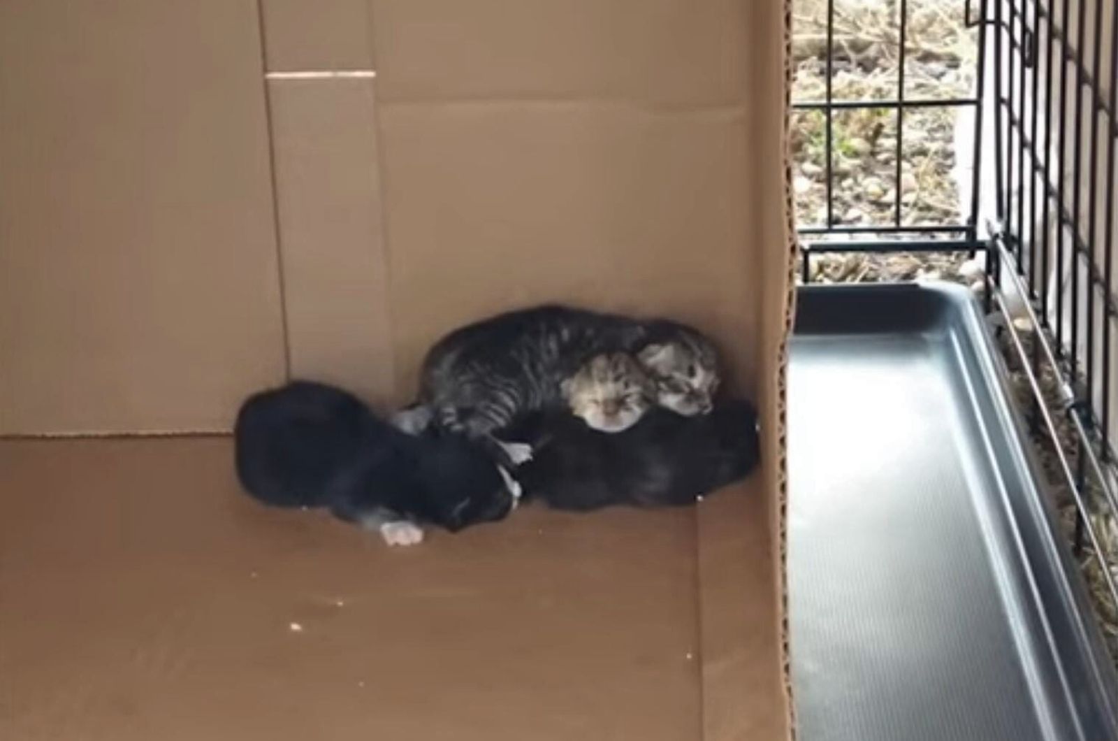 four kittens