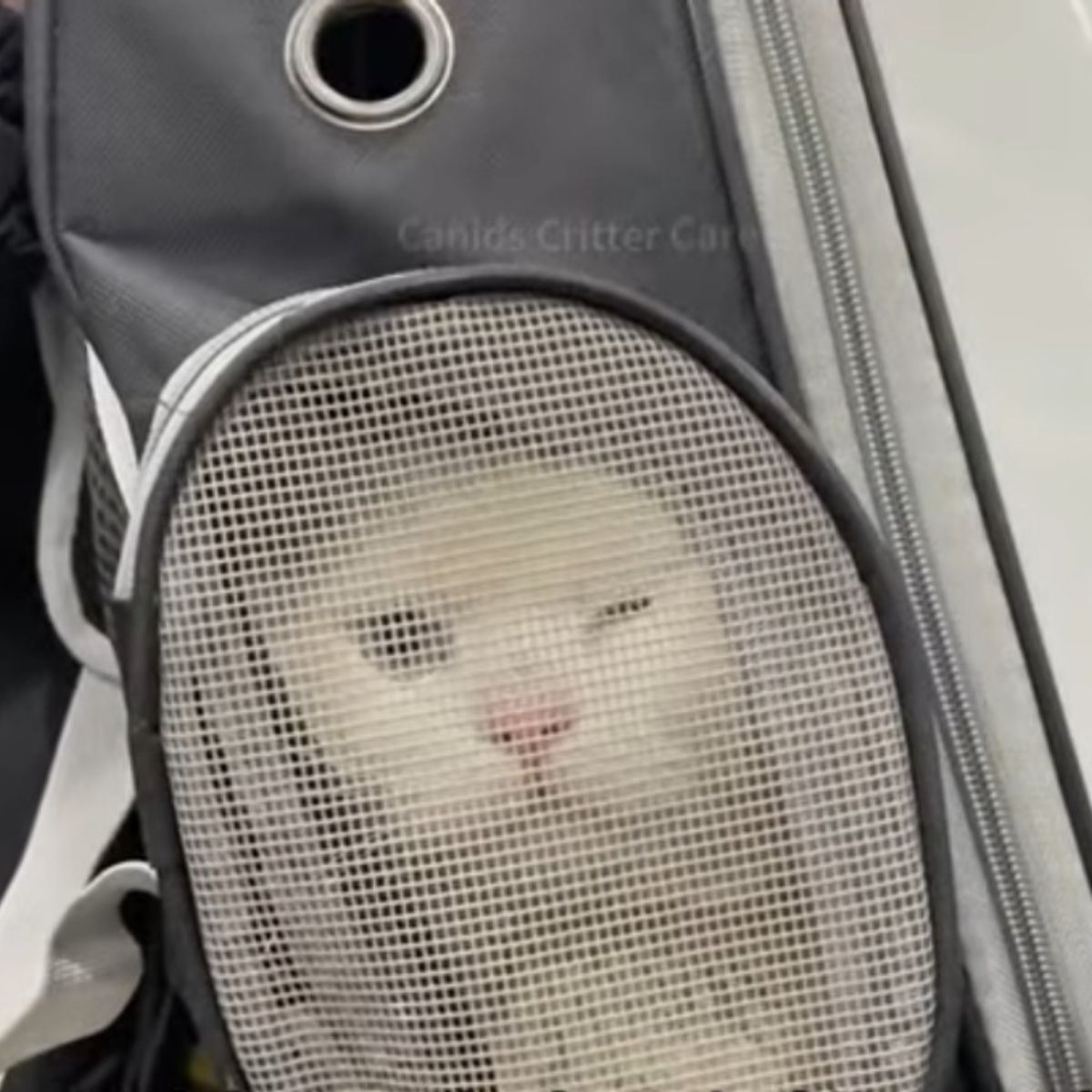 funny cat in the bag