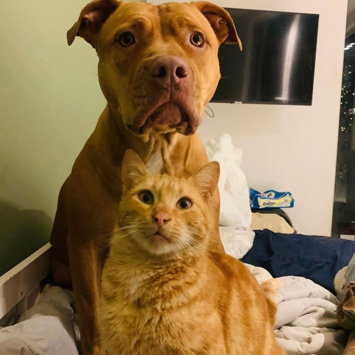 ginger cat and a dog