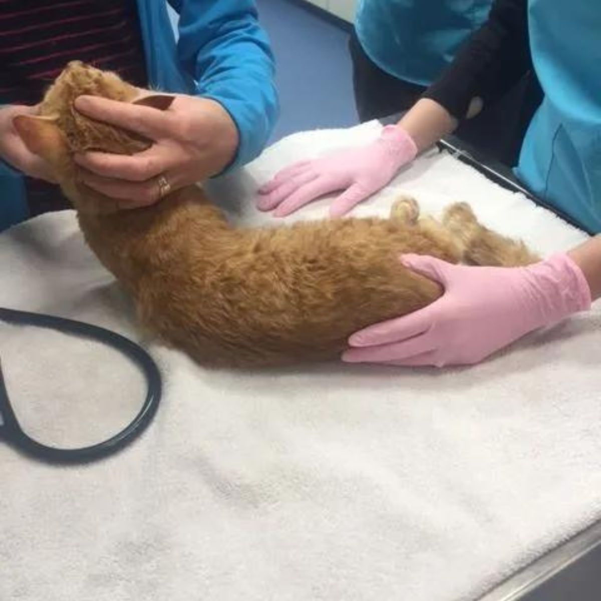 ginger cat and vets