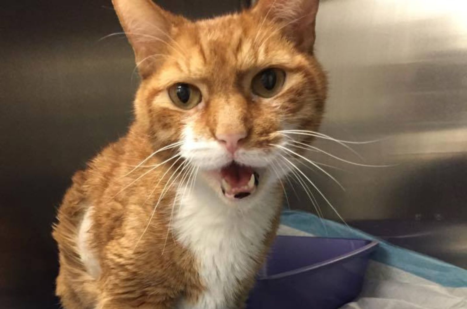ginger cat holding mouth open